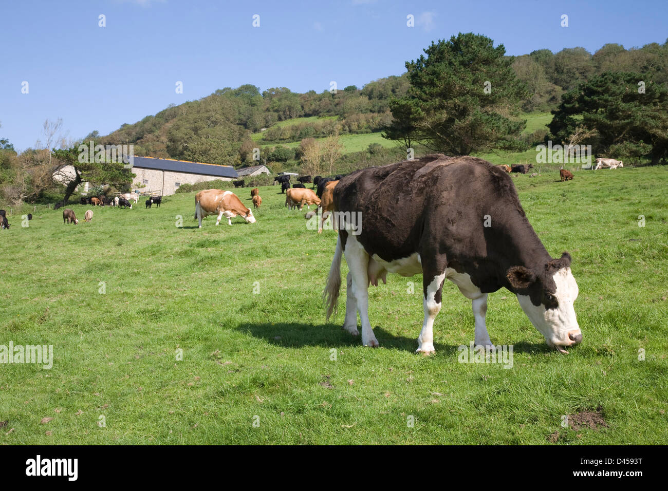 Vaches paissant dans une prairie à Branscombe, Devon à proximité du bord de mer. Banque D'Images