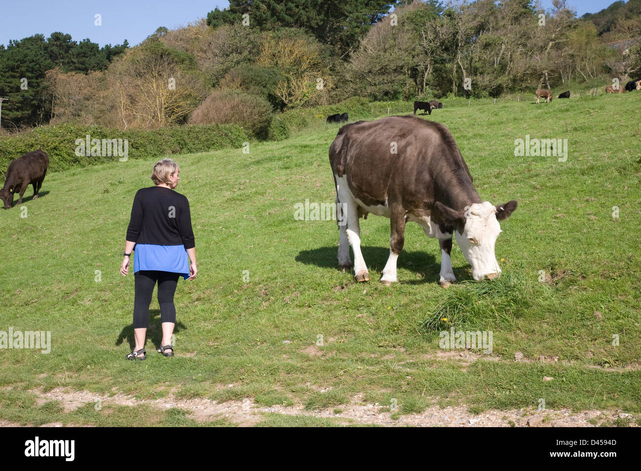 Vaches paissant dans une prairie à Branscombe, Devon à proximité du bord de mer. Banque D'Images