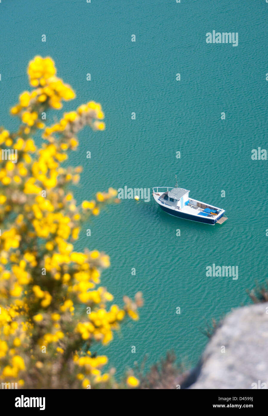 Petit bateau de pêche en mer vu de clifftop avec fleurs d'ajoncs jaune floue dans premier plan à gauche le Nord du Pays de Galles UK Banque D'Images