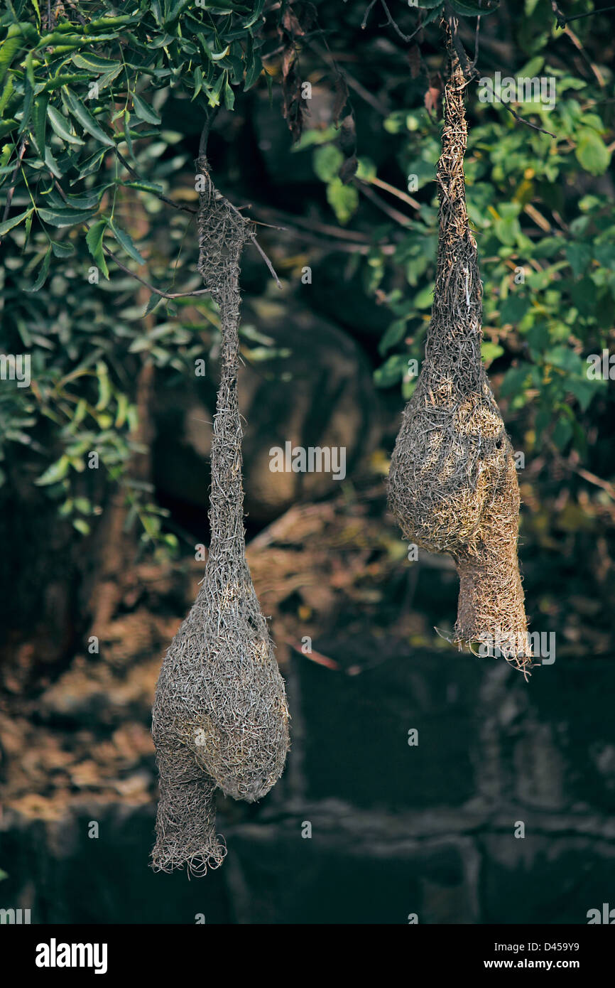 Baya Weaver Ploceus Philippinus Oiseau, Nid, Inde Banque D'Images