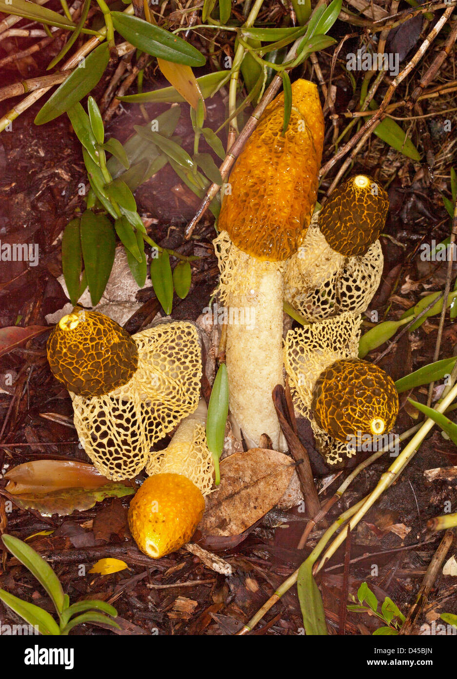 Groupe de champignons orange avec lacy 'skirts' - multicolore - phalle impudique Phallus entre les feuilles tombées sur le sol forestier Banque D'Images