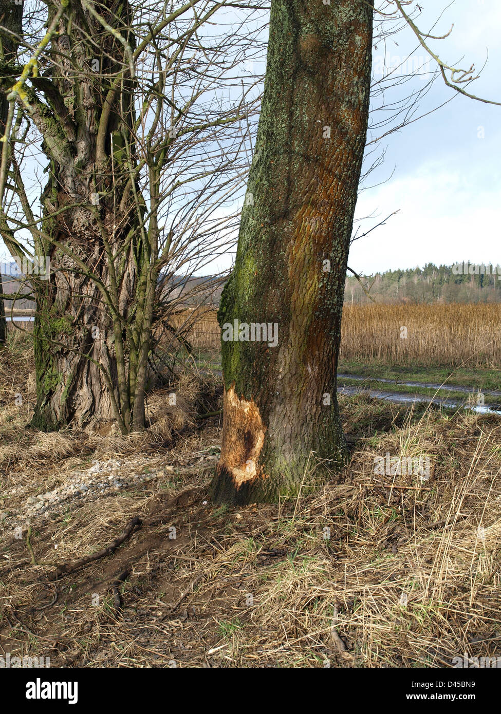 Arbre d'un Castor ronge / Baum von einem Biber abgenagt Banque D'Images