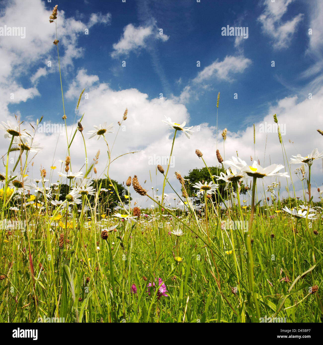 Vue de bas niveau d'un wild flower meadow à Somerset Banque D'Images
