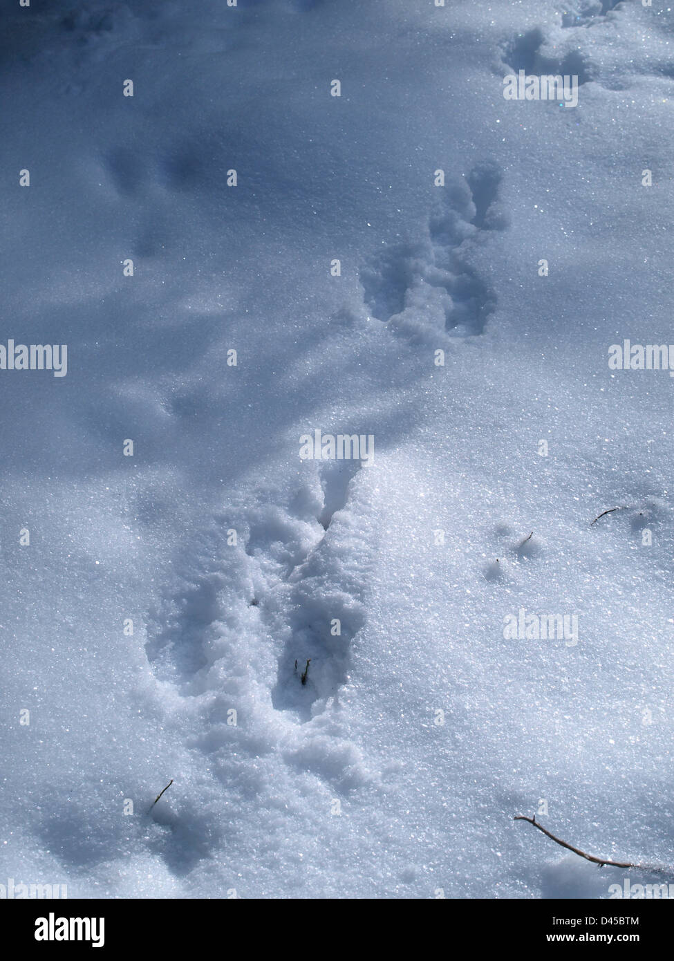 Hare track / piste de lapin dans la neige Banque D'Images