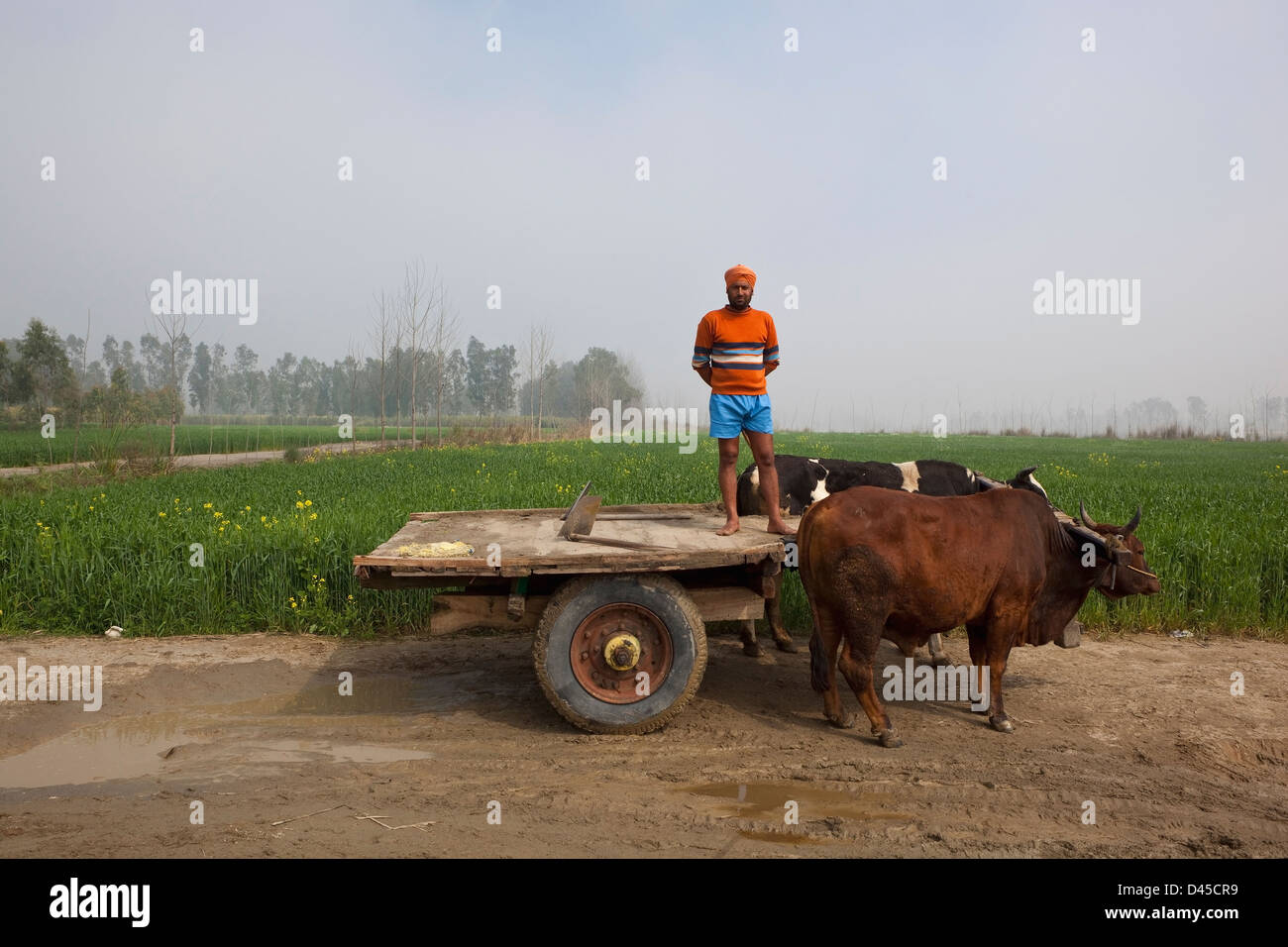 Un travailleur traditionnel avec des bovins panier recueillera le sable d'une rivière dans l'état agricole du Punjab en Inde Banque D'Images