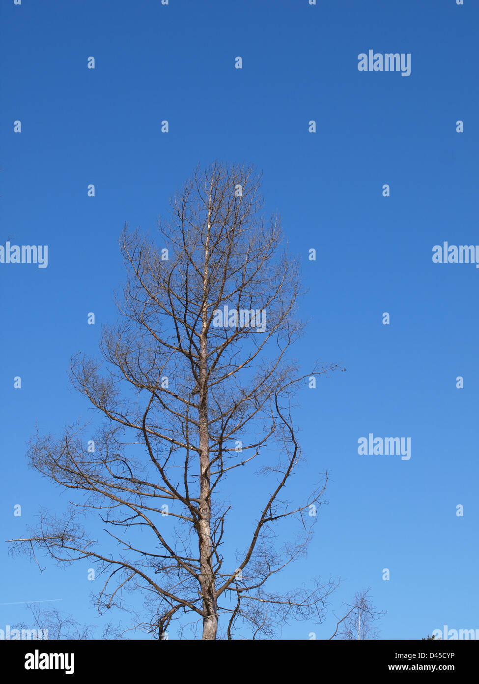 Morts sur pied le pin sylvestre / Pinus silvestris / abgestorbene Wald-Kiefer Banque D'Images