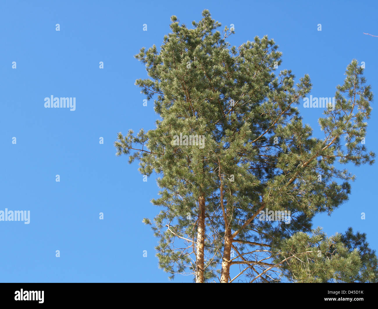 Le pin sylvestre / Pinus silvestris / Wald-Kiefer Banque D'Images