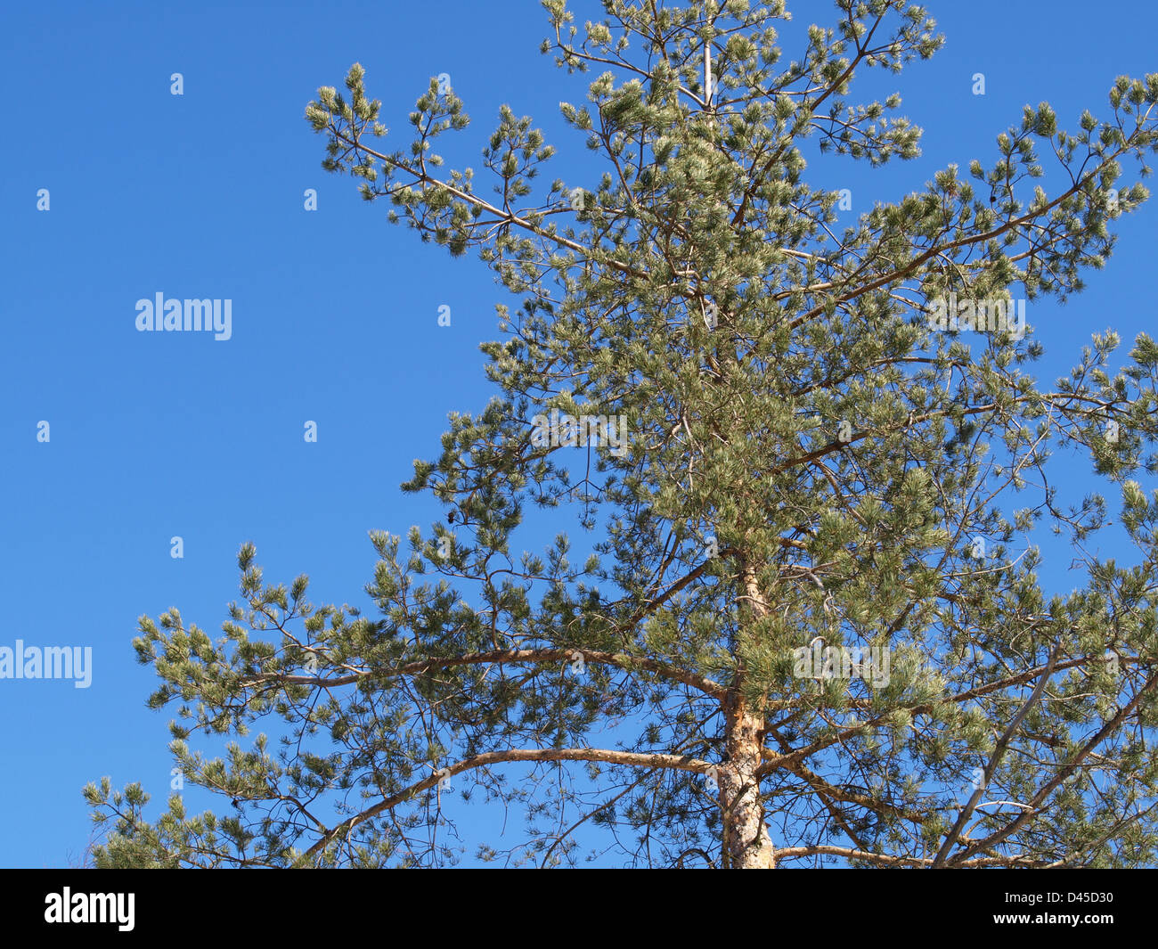Le pin sylvestre / Pinus silvestris / Wald-Kiefer Banque D'Images