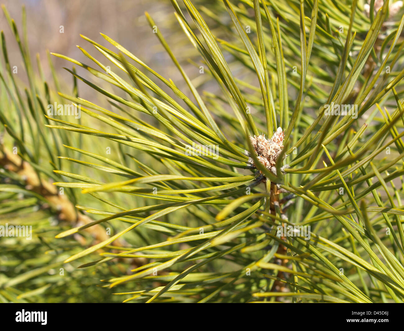 Le pin sylvestre / Pinus silvestris / Wald-Kiefer Banque D'Images