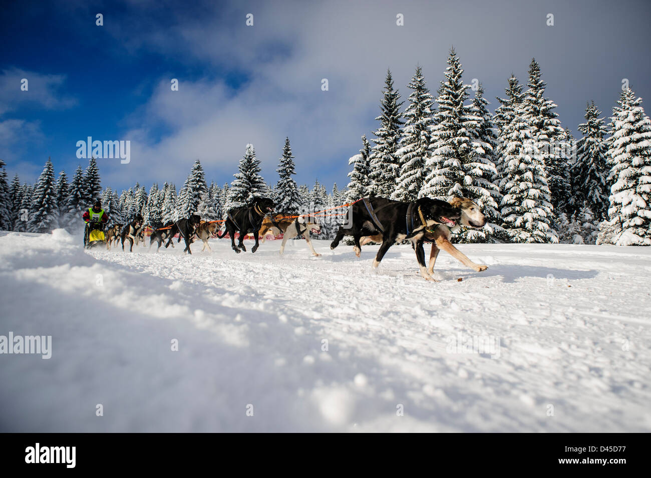 Un chien de traîneau de course de l'équipe dans le Izery montagnes, Jakuszyce, Pologne. Banque D'Images