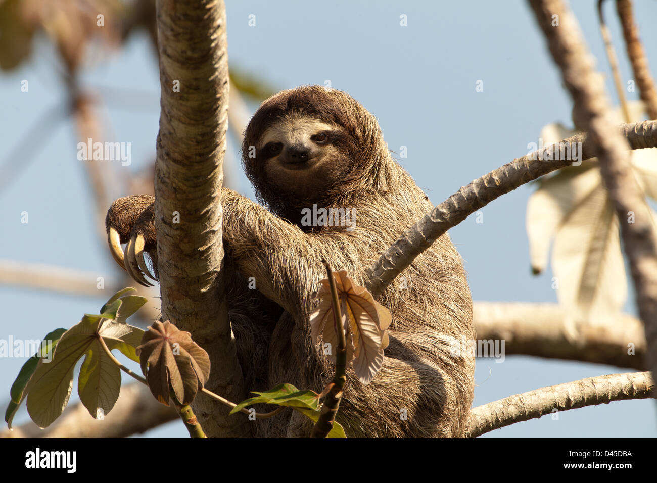 Trois-toed Sloth, sci.name ; Bradypus variegatus, dans un arbre à côté de Rio Chagres dans parc national de Soberania, République du Panama. Banque D'Images