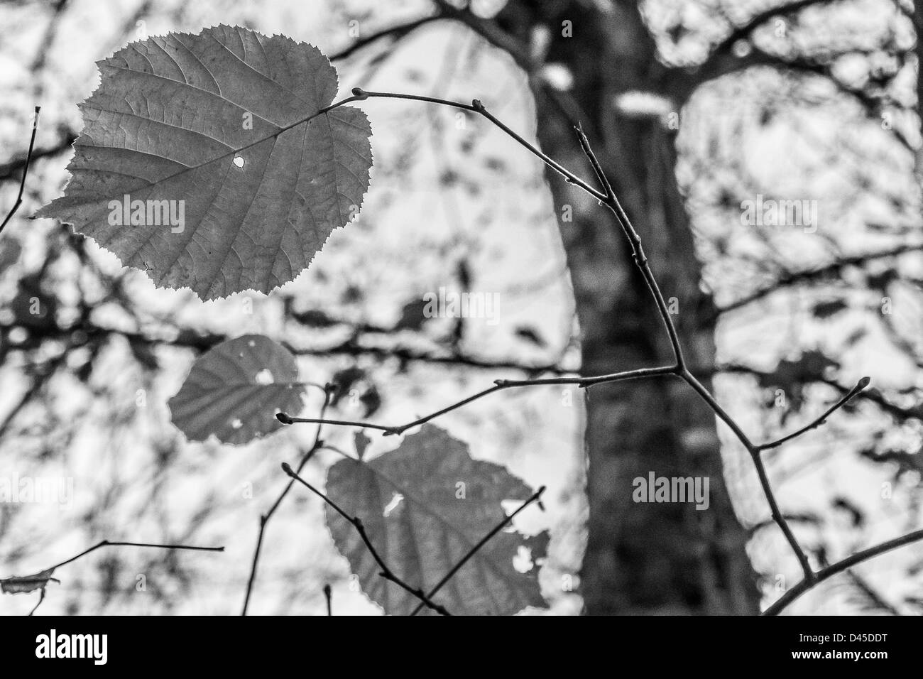 Feuilles d’automne Banque D'Images