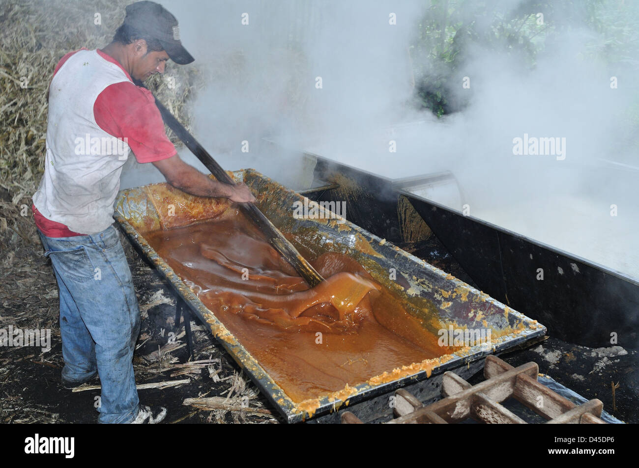 La canne à sucre panela ( ) à ISNOS San Agustin ( ). Département de Huila. Colombie Banque D'Images