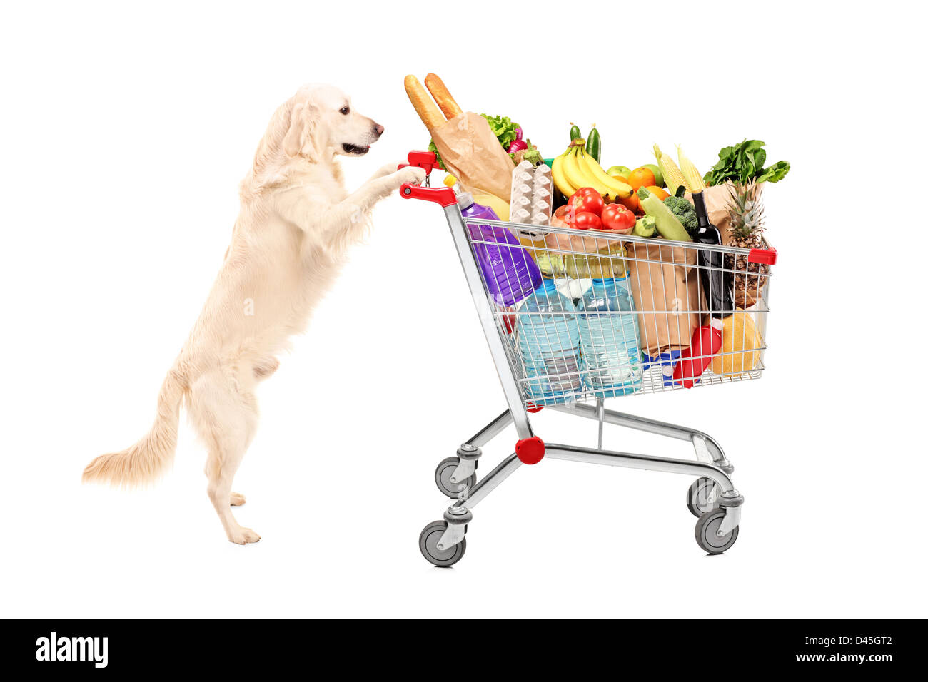 Funny retriever dog en poussant un chariot plein de produits alimentaires, isolé sur fond blanc Banque D'Images