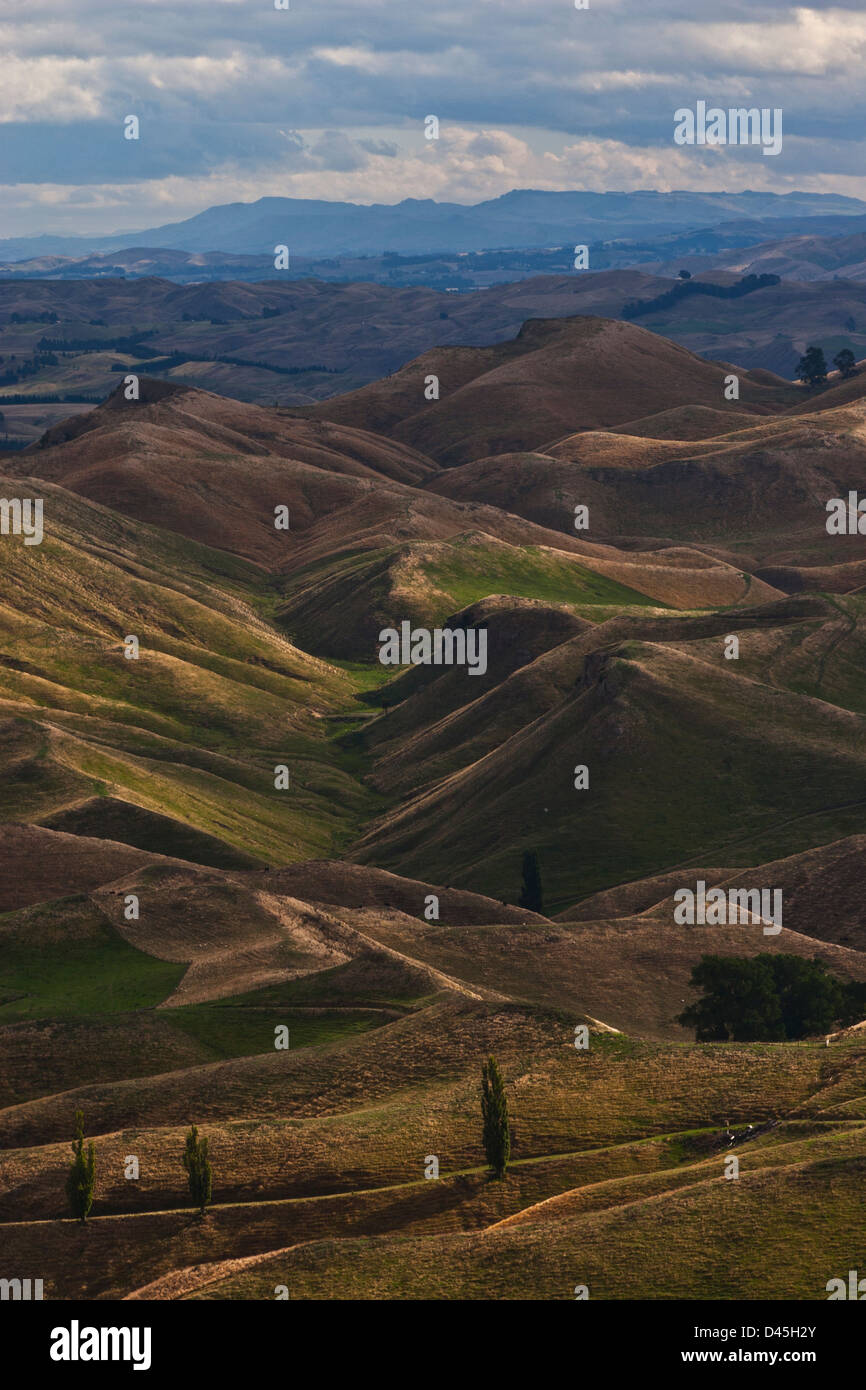 Vue sur les collines au-dessous Te Mata Peak près de Hawkes Bay, Nouvelle-Zélande Banque D'Images