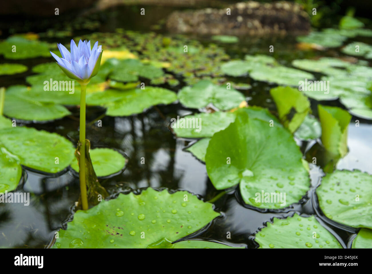 Water Lily en étang de jardin avec étroites dof Banque D'Images