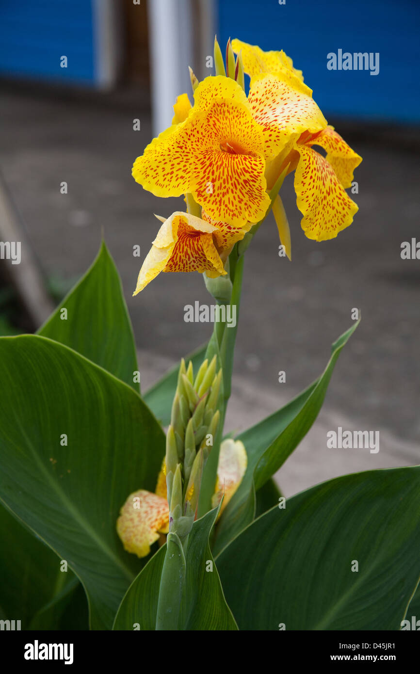 Belle fleur tropicale jaune avec des taches rouges Photo Stock - Alamy