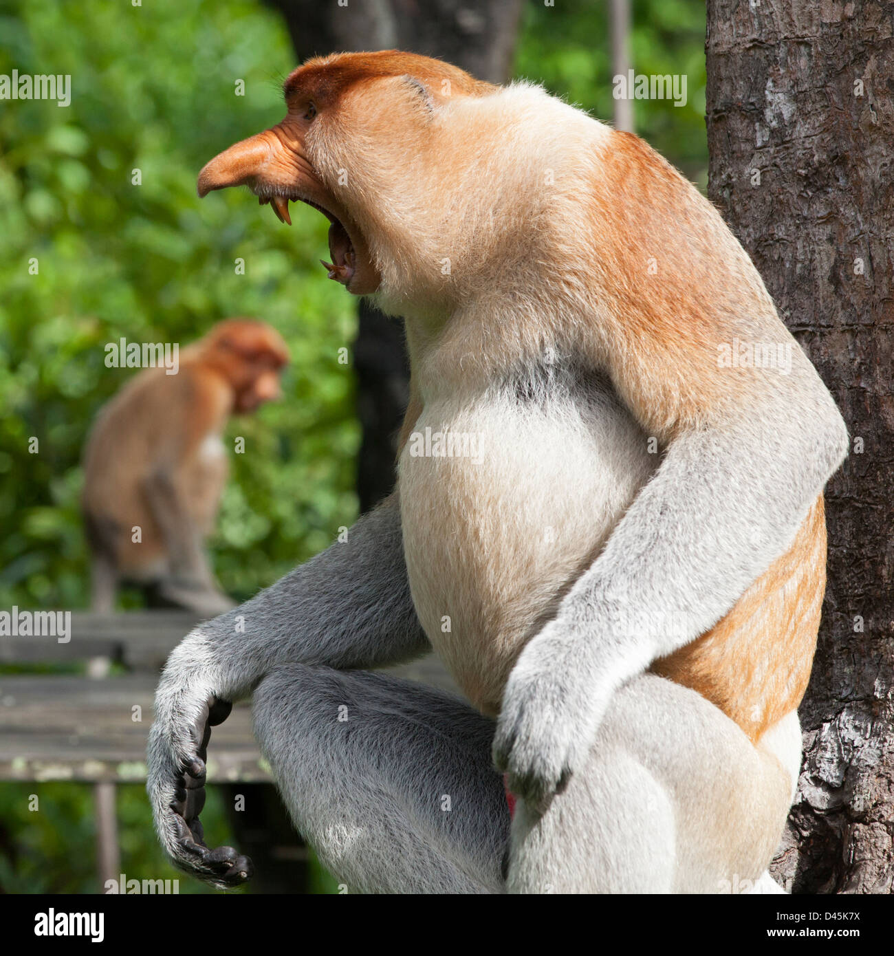 Proboscis Monkey sauvage mâle dominant (Nasalis larvatus) menace à Labuk Bay, Sabah, Bornéo, Malaisie Banque D'Images