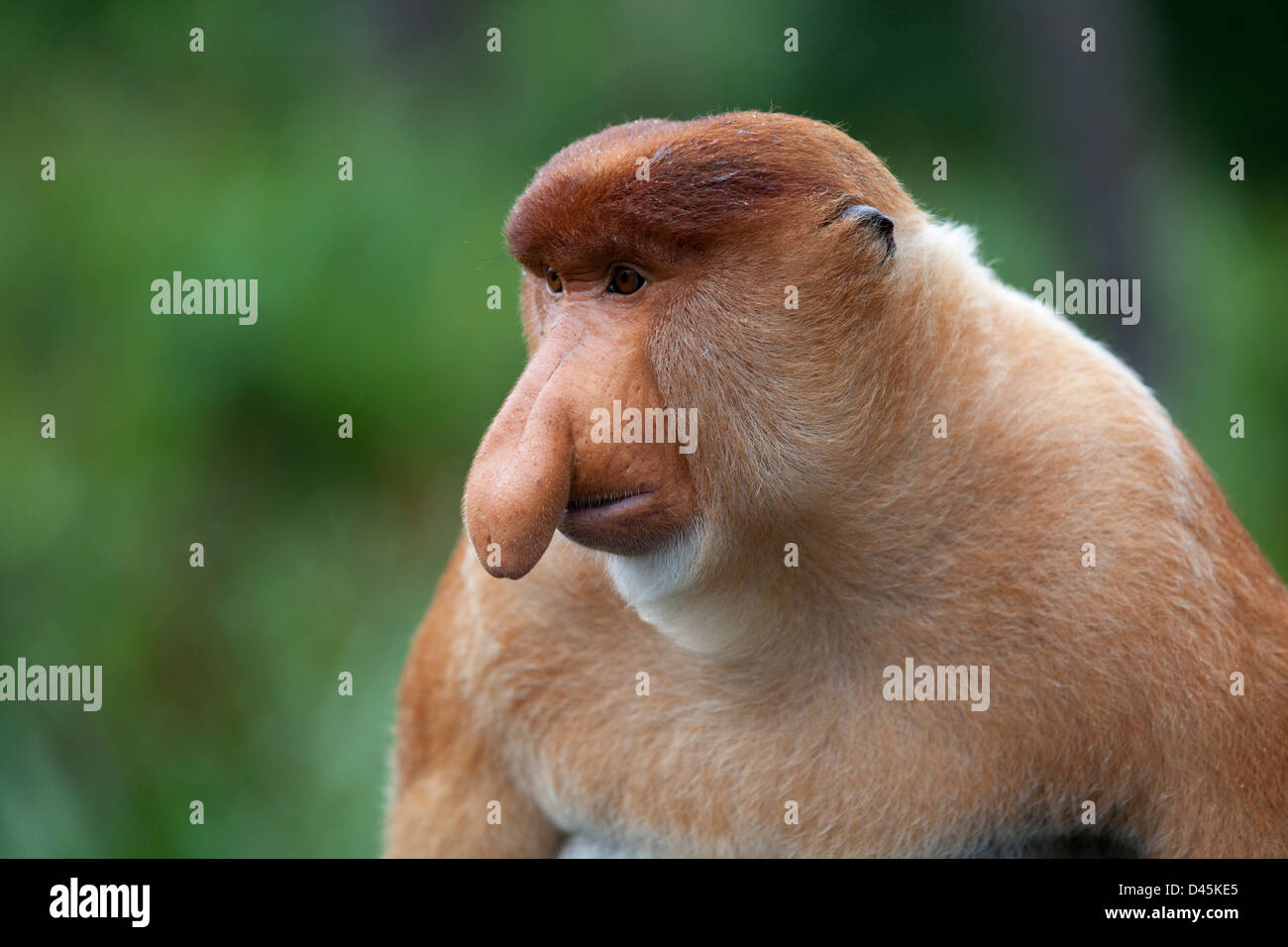 Proboscis Monkey homme dominant (Nasalis larvatus) Banque D'Images