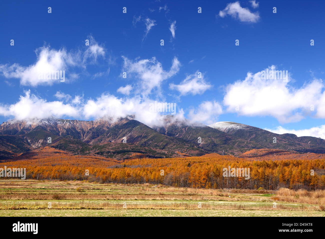 Mt. Yatsugatake avec mélèze japonais forêt en automne, Nagano, Japon Banque D'Images