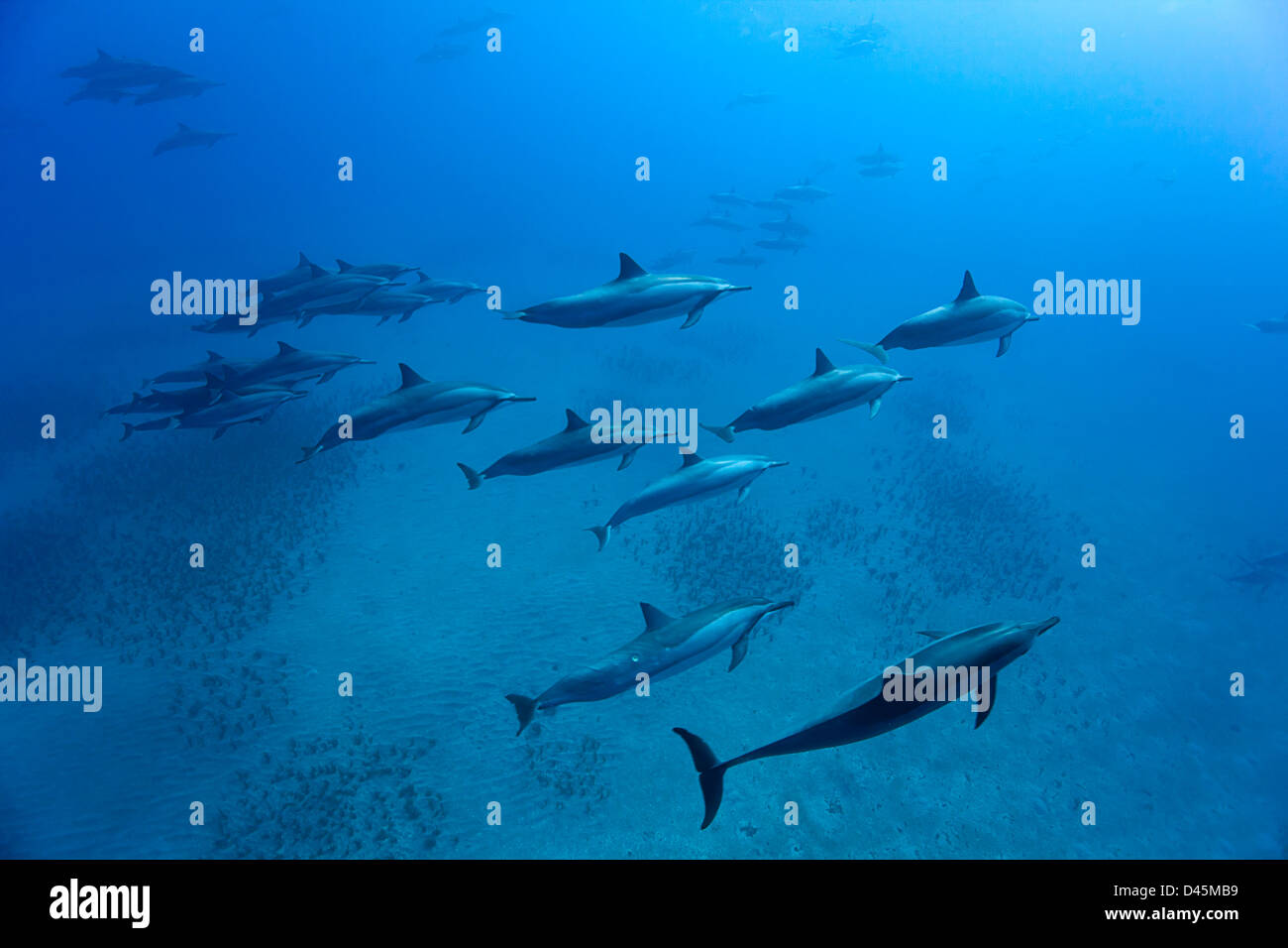 Un groupe de dauphin à long bec Stenella longirostris, déménagement, le long du littoral de Lanai, Hawaii. Banque D'Images