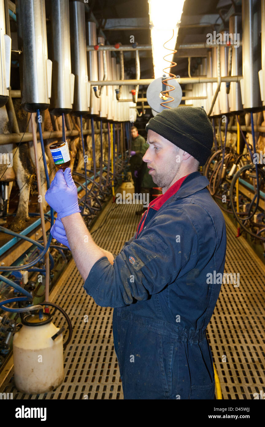 Producteur de lait dans la salle de traite, la préparation d'une injection pour une vache. North Yorkshire, UK. Banque D'Images