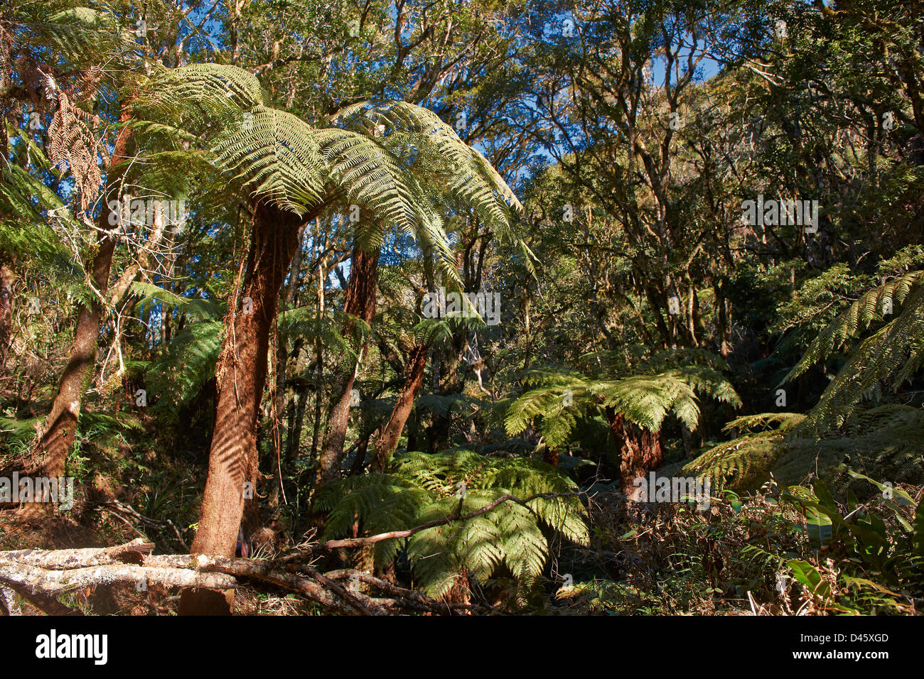 Géant endémique fougère arborescente, Cyatheaceae, dans le Parc National Amboro, Samaipata, Bolivie, Amérique du Sud Banque D'Images