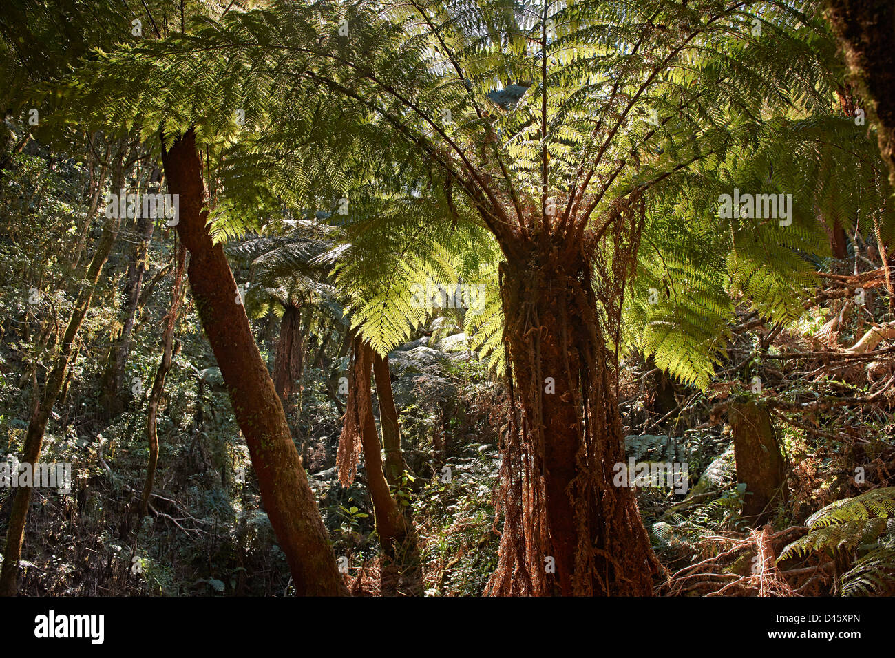 Géant endémique fougère arborescente, Cyatheaceae, dans le Parc National Amboro, Samaipata, Bolivie, Amérique du Sud Banque D'Images