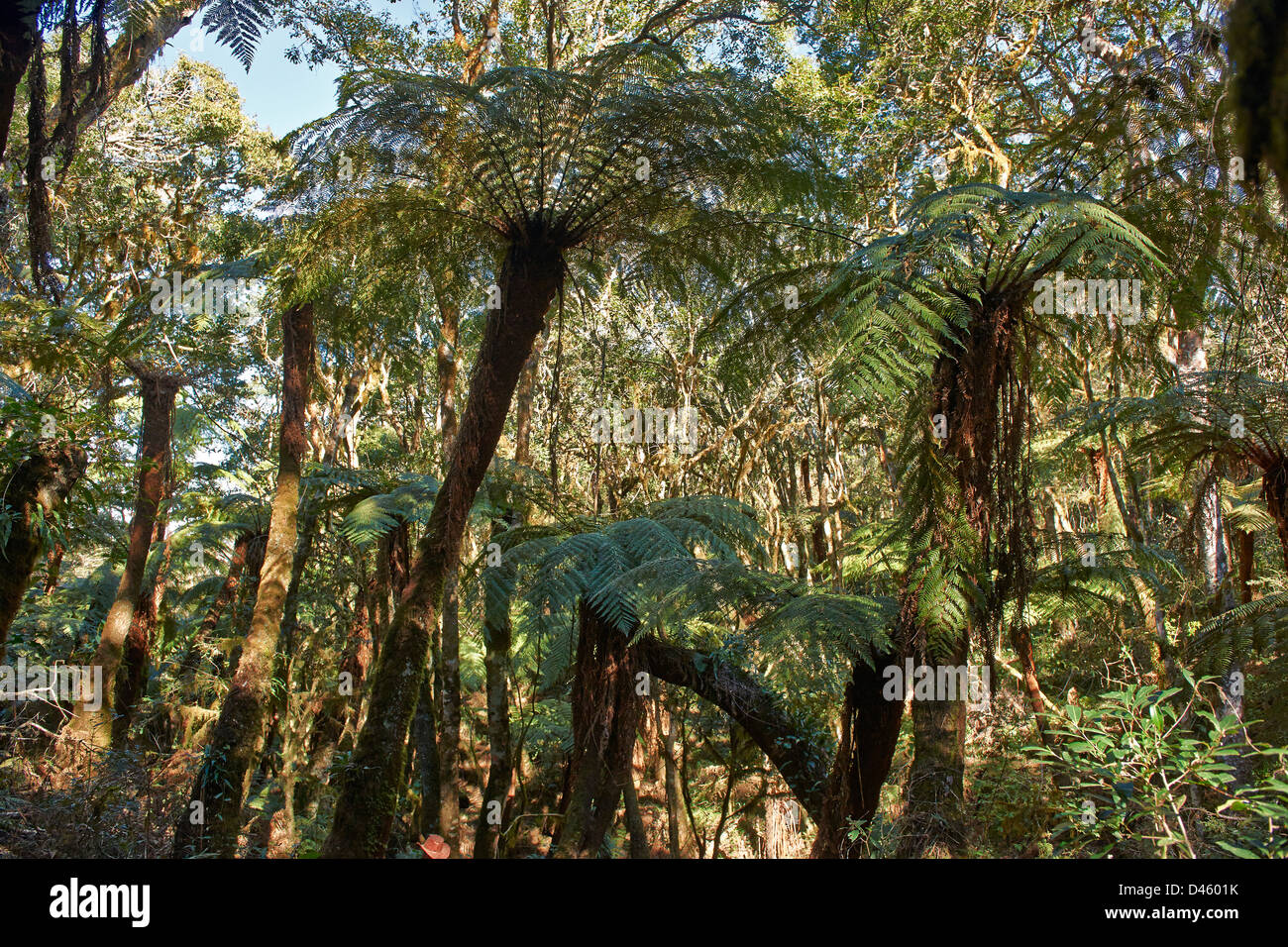 Géant endémique fougère arborescente, Cyatheaceae, dans le Parc National Amboro, Samaipata, Bolivie, Amérique du Sud Banque D'Images