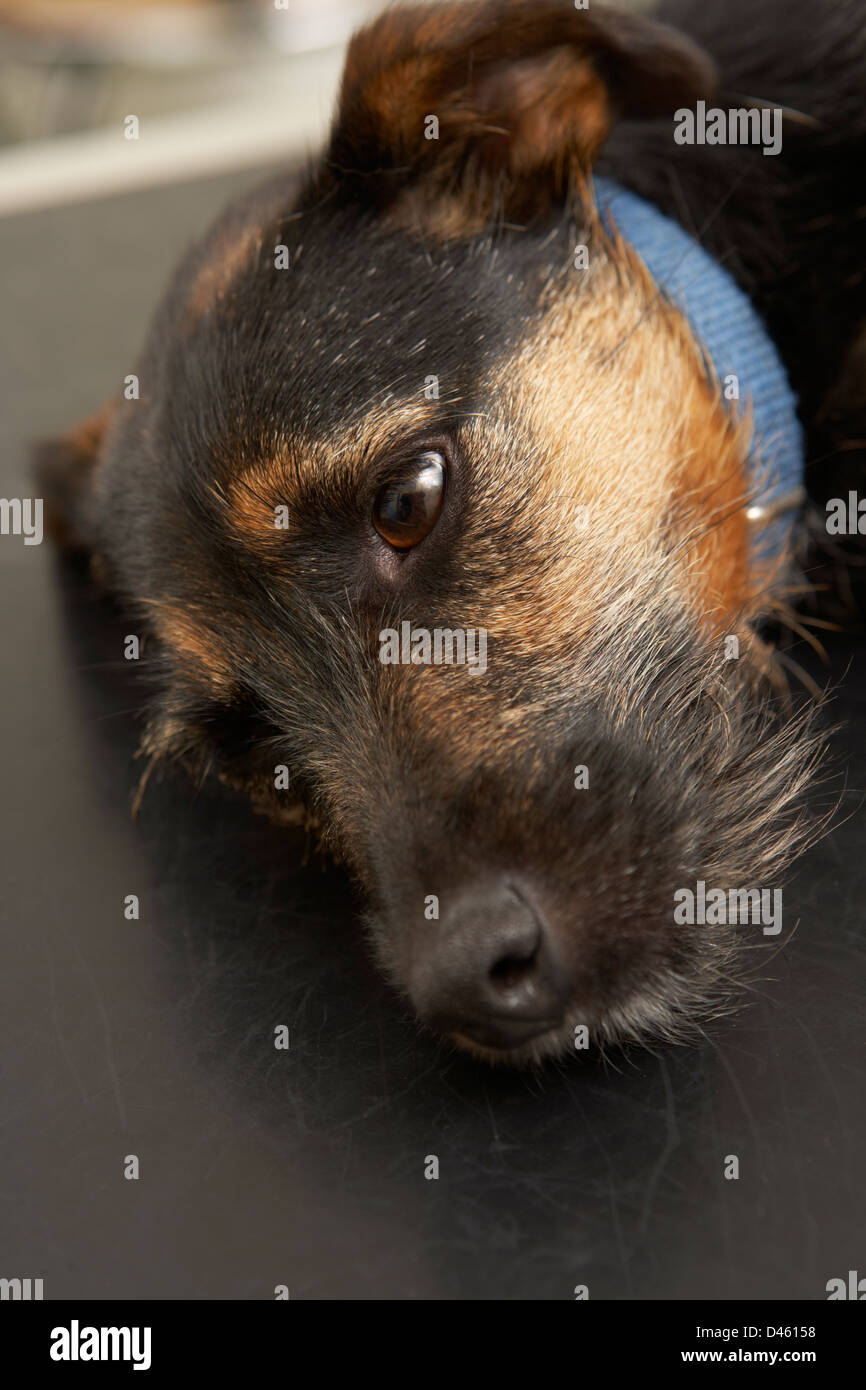 Chien couché sur Table examen en chirurgie vétérinaire Banque D'Images