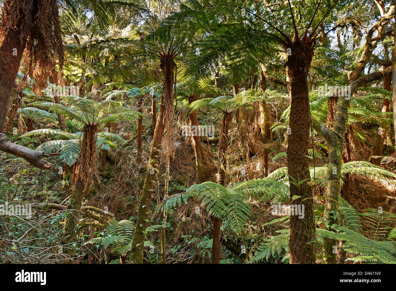 Géant endémique fougère arborescente, Cyatheaceae, dans le Parc National Amboro, Samaipata, Bolivie, Amérique du Sud Banque D'Images