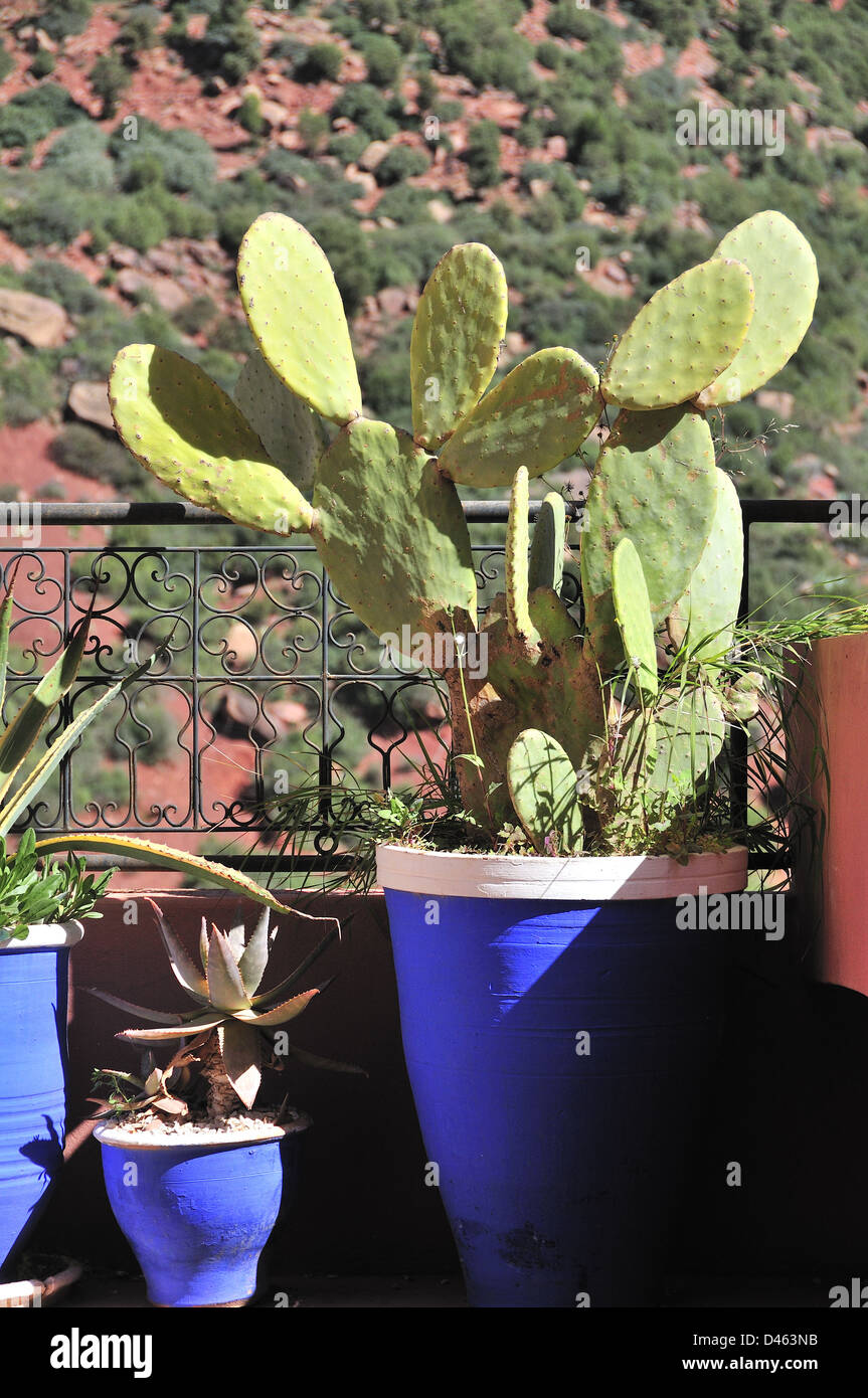 Jardin bleu de cobalt pots dehors sur la terrasse dans la maison marocaine, Afrique du Nord Banque D'Images