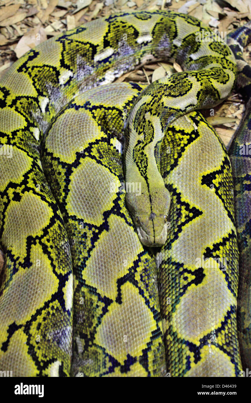 Python réticulé, broghamerus reticulatus, Zoo de Singapour Photo Stock ...