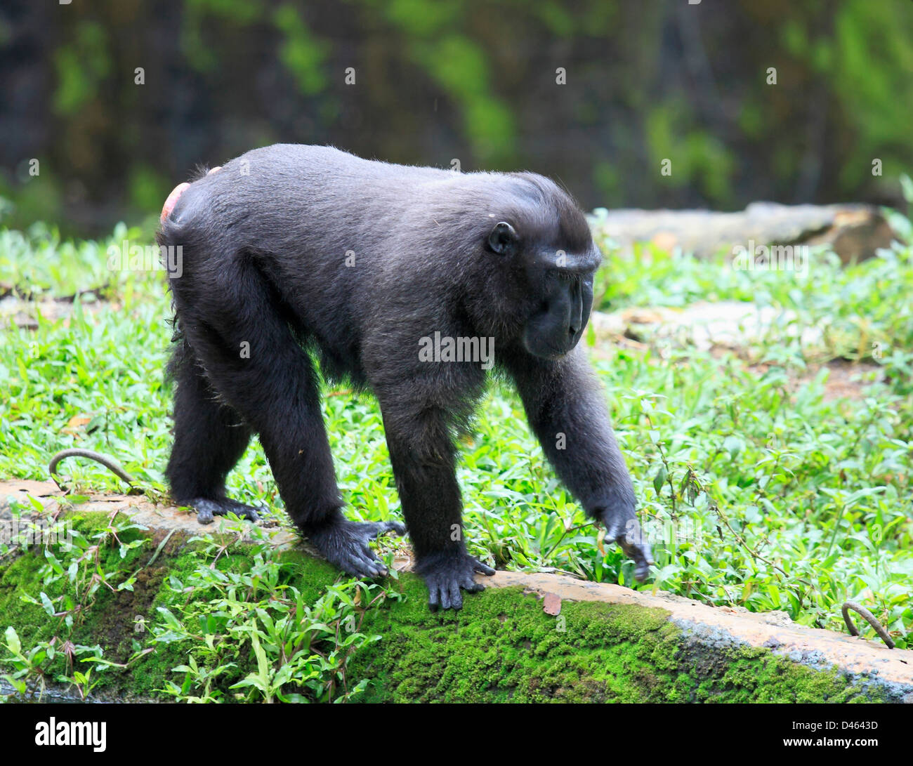 Les Célèbes crested macaque, Macaca niger, Zoo de Singapour, Banque D'Images