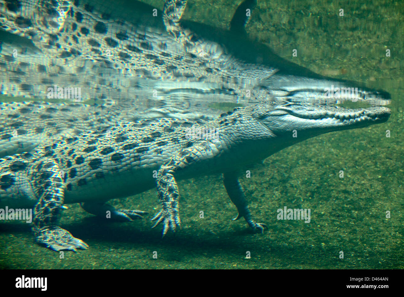 Crocodile d'eau salée, Crocodylus porosus, vue sous-marine, le Zoo de Singapour, Banque D'Images