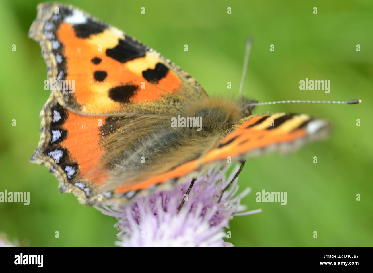 Petite Tortoiseshel assis sur un chardon papillon dans un pré, prairie, parc, campagne, en baisse, en voie de disparition, insecte, beau Banque D'Images