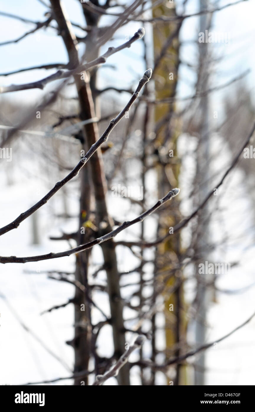 Close up of apple tree branches dans l'hiver Banque D'Images