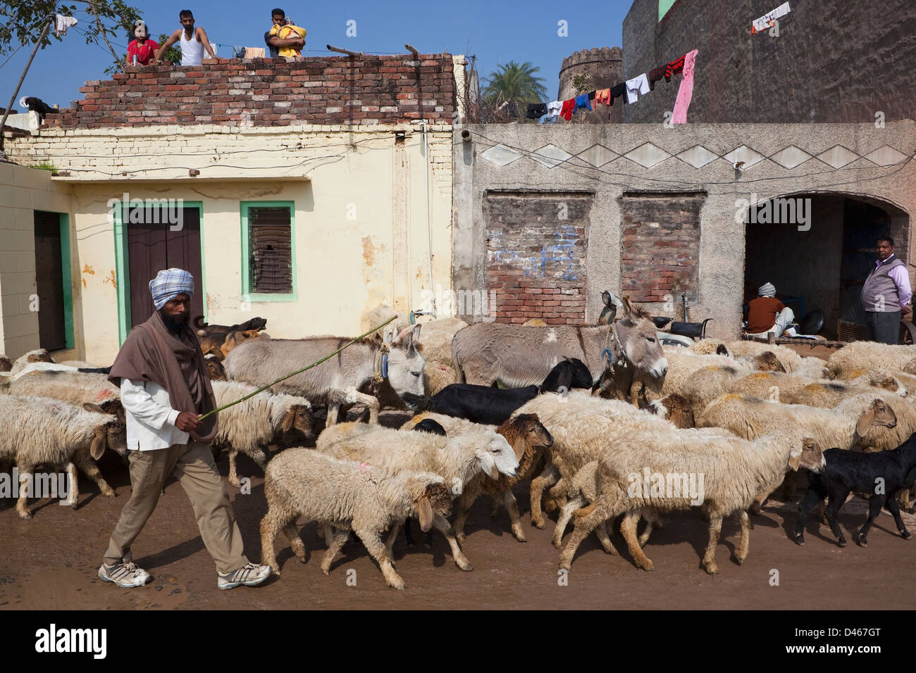 Un agriculteur conduisant un troupeau de moutons et des ânes à travers la rue du village, comme regarder les gens sur les toits. Banque D'Images