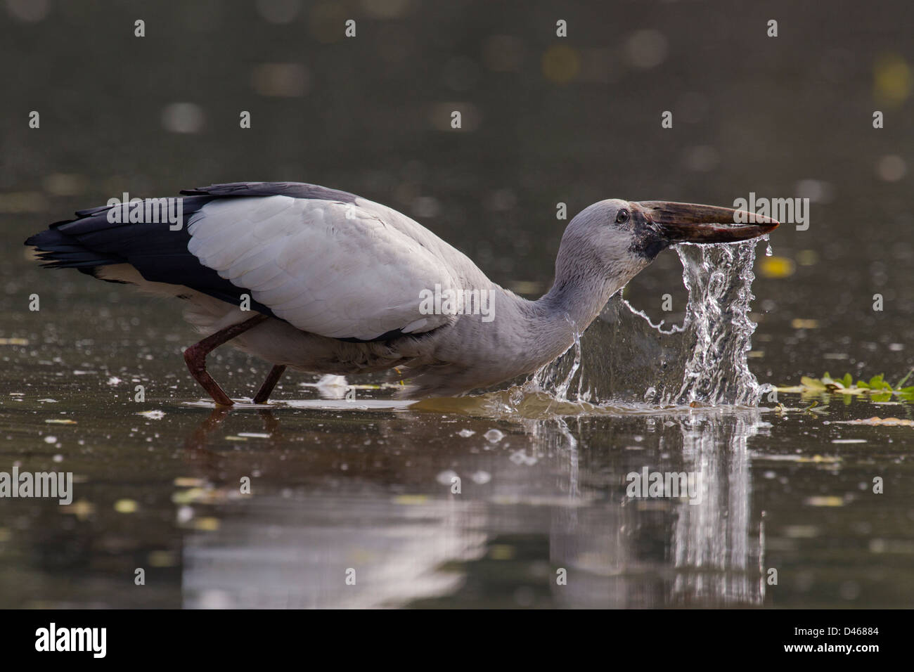 Openbilled stork ascenseurs sa tête après avoir bu de l'eau et tombe comme un mur Banque D'Images