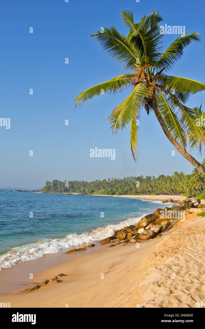 Cocotier et les vagues se brisant sur une plage tropicale Banque D'Images
