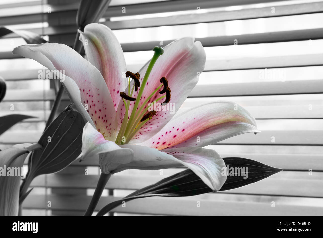 Pink oriental lily Banque de photographies et d'images à haute résolution -  Alamy