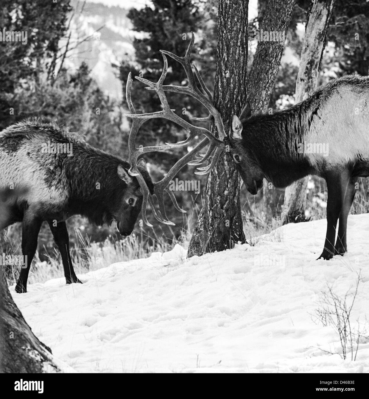 Bull Elk en noir et blanc forêt enneigée Banque D'Images