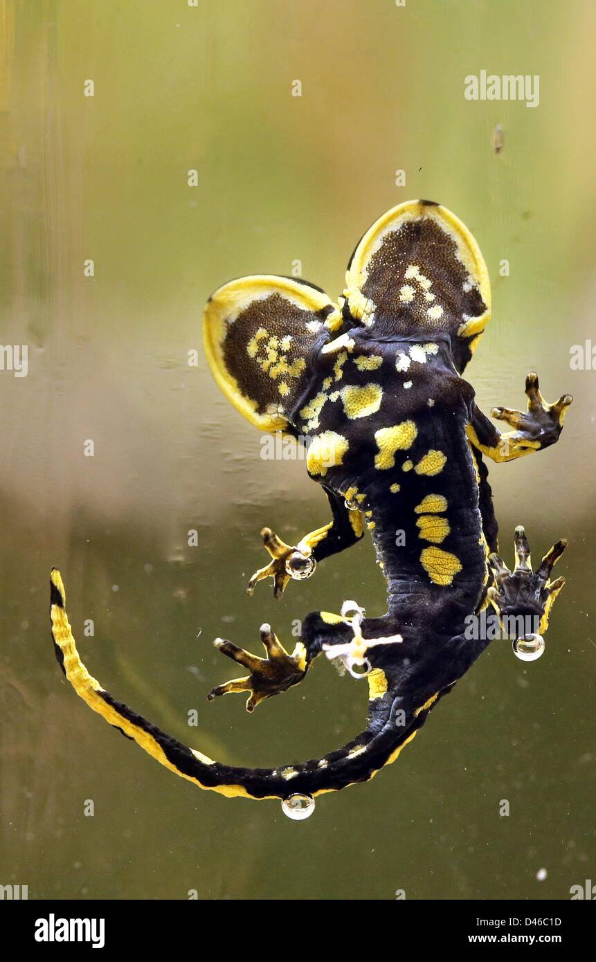 Une salamandre de feu à deux têtes est exposée au magazine centrale de la Collections scientifiques (ZNS) de l'université de Halle à Halle, en Allemagne, le 22 février 2013. Le cenitmeter salamandre sept long a été soulevée par un éleveur à Plauen et vivaient comme des frères siamois twin pour un an et demi. Photo : JAN WOITAS Banque D'Images