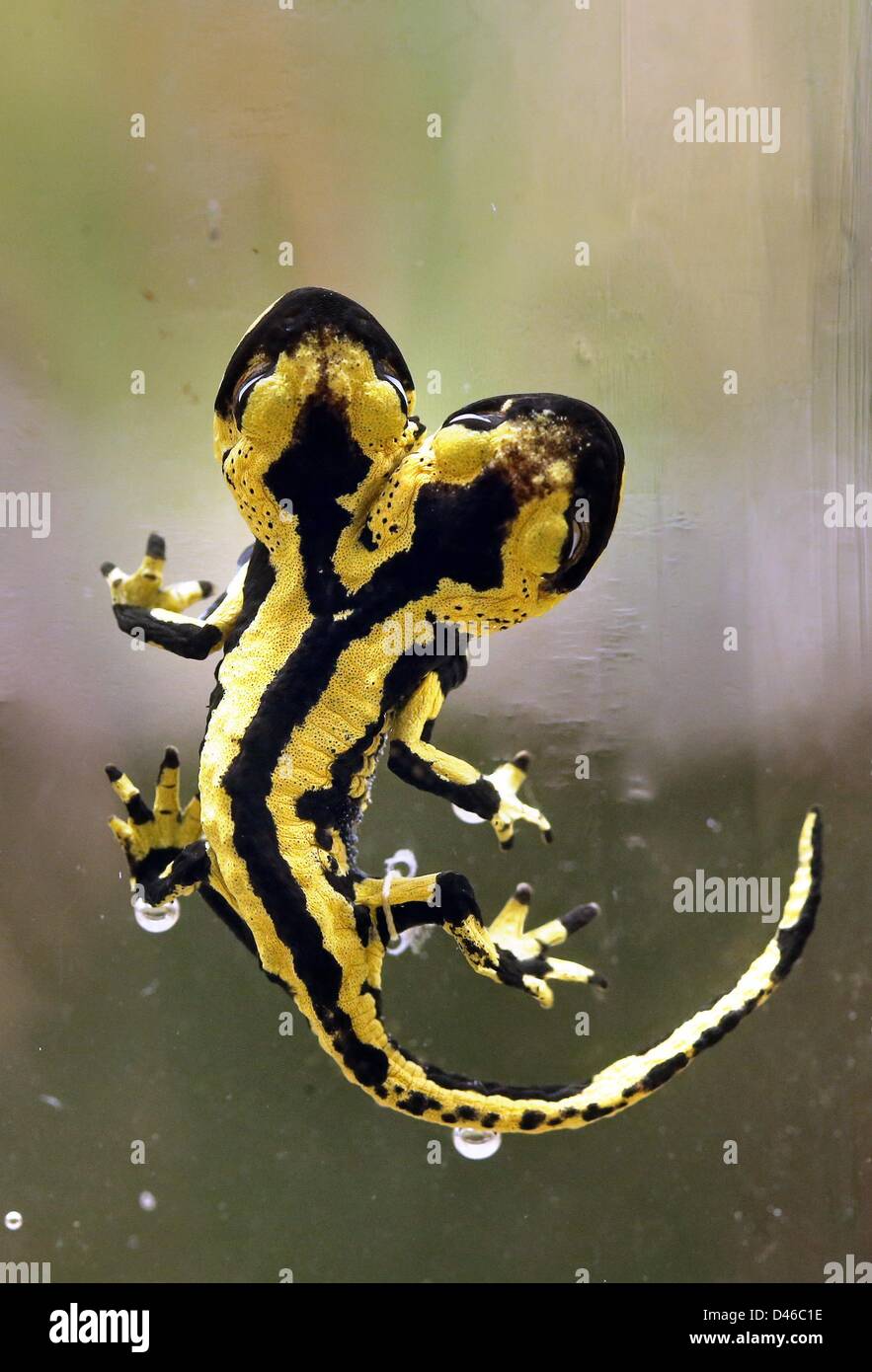 Une salamandre de feu à deux têtes est exposée au magazine centrale de la Collections scientifiques (ZNS) de l'université de Halle à Halle, en Allemagne, le 22 février 2013. Le cenitmeter salamandre sept long a été soulevée par un éleveur à Plauen et vivaient comme des frères siamois twin pour un an et demi. Photo : JAN WOITAS Banque D'Images