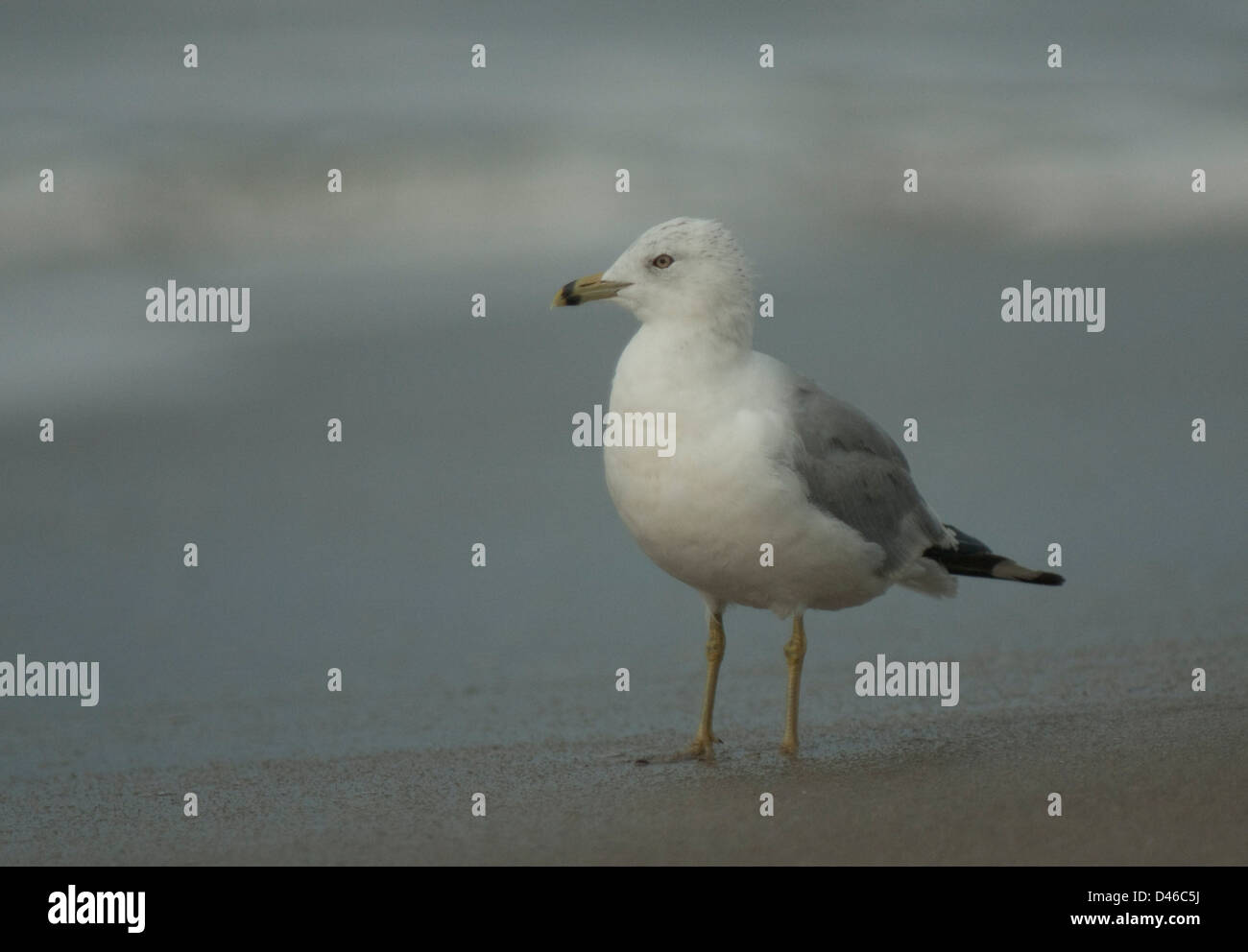 Le goéland à bec cerclé (Larus delawarensis) sur la plage de Cape May, New Jersey Banque D'Images