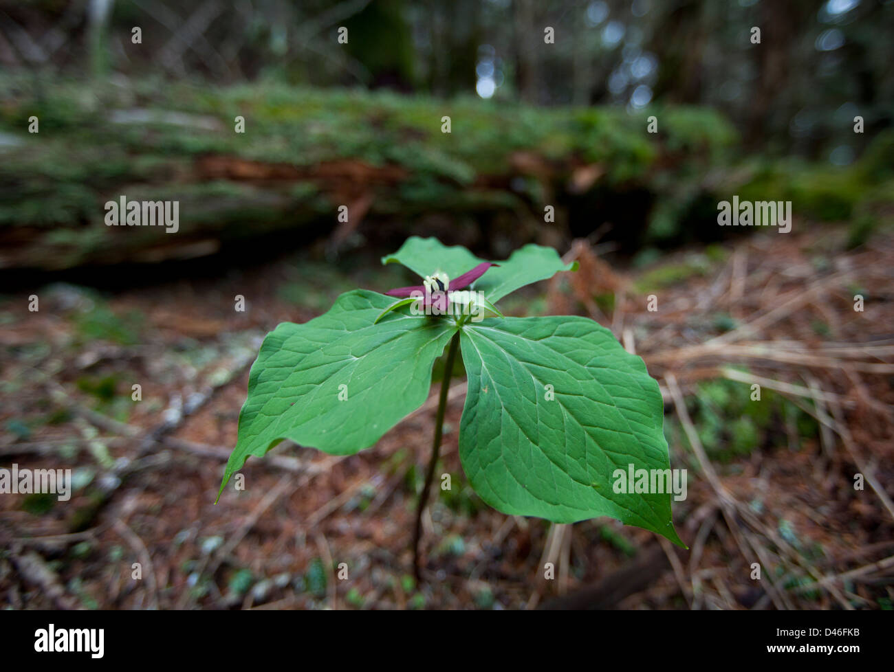 Un wildflower Trillium en fleurs sur le sol de la forêt dans l'ouest de la Caroline Banque D'Images