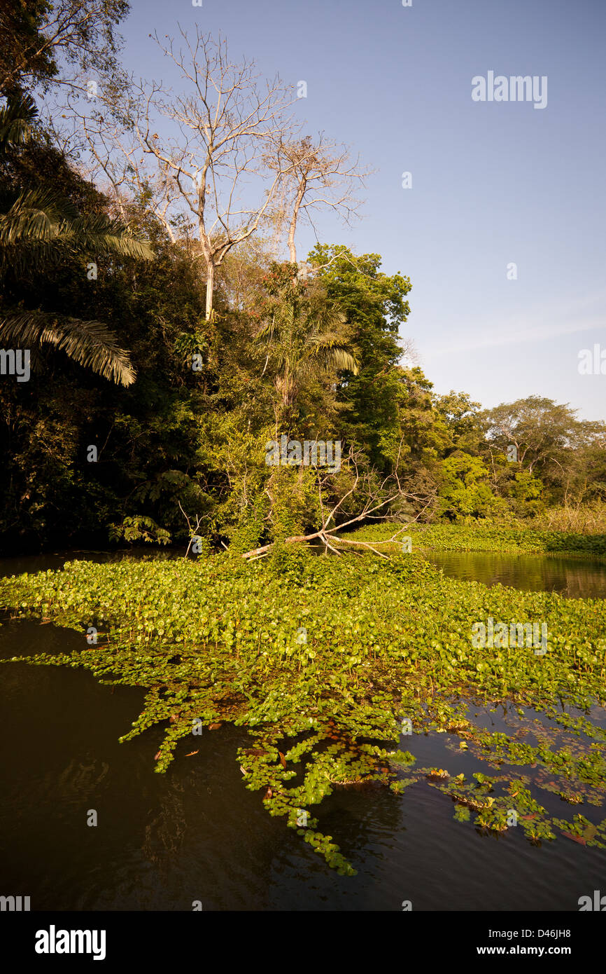 Forêt tropicale sur le côté ouest du Rio Chagres, parc national de Soberania, République du Panama. Banque D'Images