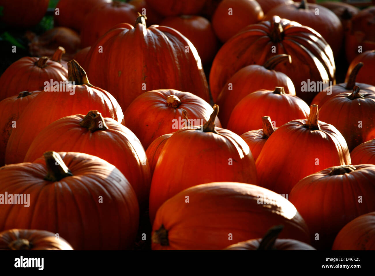 Les citrouilles récoltées et stockées dans une grange Banque D'Images