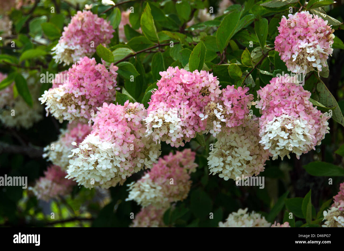D'énormes fleurs roses et blanches de vieux PeeGee hydrangea Banque D'Images
