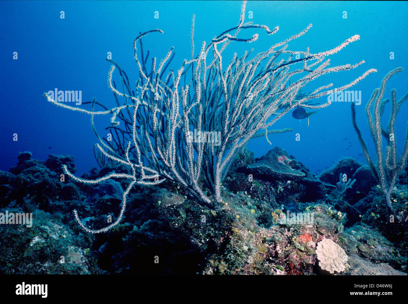 Knobby Sea rod, Eunicea sp. Gorgoniaceae Ottocoral ,,. Cuba, mer des Caraïbes Banque D'Images